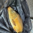 그린좌대1 낚시터 | 민물 좌대 낚시 덕송지 풍차낚시터 손맛 후기