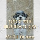 오르네(ornee) 이미지