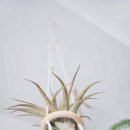 마크라메 플랜트 행잉 DIY | 에어플랜트로 완성한 감성 플랜테리어, 행잉 거치대 만들기