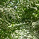 이팝나무길 이미지