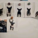 털찐댕댕이 이미지