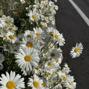 신흥1리 사무소 이미지