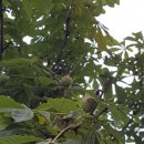 마로니에 이미지