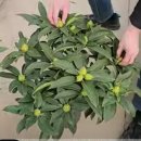 수입 만병초(개화주대품) 이미지