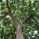 마호가니 이미지