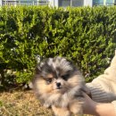 펫샵 | 양산펫샵 직접 방문하고 남기는 후기