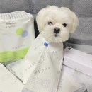 율이네펫 | 생활공작소 강아지 배변패드 &amp; 펫 집착청소포 체험단 후기
