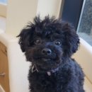 두루동물병원 이미지