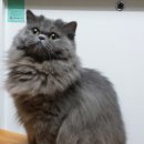블루코코