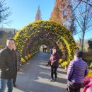 아산국화축제 이미지