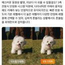 고프로뷰티 | DJI 오즈모 포켓3 성능 및 가격 고프로 비교 내돈내산 후기