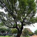 현대원서공원 네이버블로그