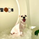 보리쌀롱 이미지