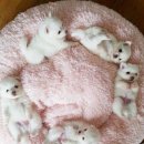 둥글개 둥글개 이미지