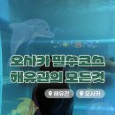 상어 | 오사카 필수코스 가이유칸 해유관 아쿠아리움 예매 꿀팁과 할인 받는 법 고래상어 관람 후기