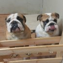 맹구와 땡칠이 이미지