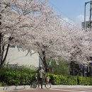 엠엔 - 강남구 영동대로 721 | 브롬톤 봄바람 따라 떠난 벚꽃 라이딩, 행주–마포 엠엔스퀘어 코스 후기