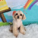 포미펫샵 이미지