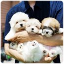 켄넬퀸비 이미지