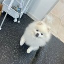 다듬, 강아지미용실 네이버블로그