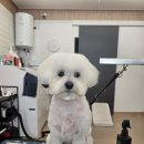 토리애견샵 이미지