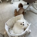 어썸하개 이미지