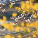 충훈2교 옆 | 안양천 벚꽃 실시간 충훈부 안양 충훈 벚꽃축제 경기도 벚꽃 명소