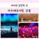 안태농장 | 강릉 아이와가볼만한곳추천 아르떼뮤지엄 강원도여행 실내명소