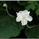 달오름마을 이미지