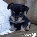 강아지대학로 이미지