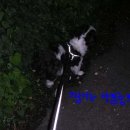 행복한 산책 이미지