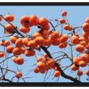 한마음화원 - 송파구 성내천로 17 | 한마음화원