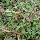 하경 카카오 검색결과