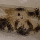 제주 휴가중 톳밥과 톳무침 이미지