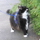 산책하는 고양이 이미지