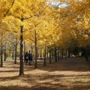 홍천 은행나무숲: 노란빛 가을 동화 속 주인공 이미지
