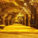 은행나무1길 이미지