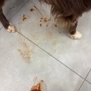 씽씽 동물의료센터 이미지