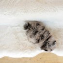 야옹아 멍멍해봐 강아지고양이 평택점 이미지