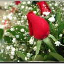 당신을 사랑합니다 이미지