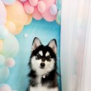 그루밍 솔루션 이미지