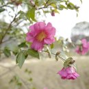 동백농원 이미지