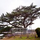 제주 수산리 곰솔 이미지