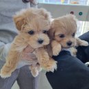 광주강아지분양 블랑펫 이미지