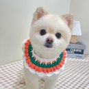 림&Doggy Salon 이미지