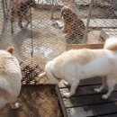 향양3리 | 삼송보호소 봉사활동 후기