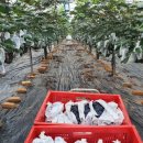 삼미농원 이미지