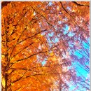 [251122-11. 토.]-[모래재 메타세쿼이어 길에서-금투]-[00] 이미지