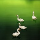 오리궁뎅이 이미지