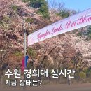 경희대학교 | 수원 벚꽃 명소 경희대학교 실시간 후기! 이번 주말 만개 예상 (4월 2일)